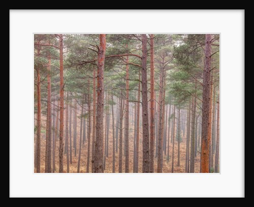 Misty forest with tall trees by Assaf Frank